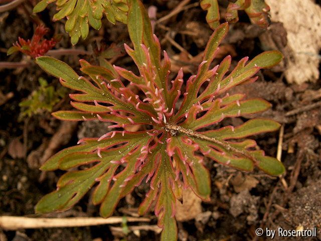 Geranium yesoense var. Nipponicum