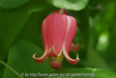 Clematis texensis 1