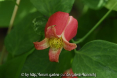 Clematis texensis 2