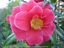 japonica 'Guilio Nuccio' III