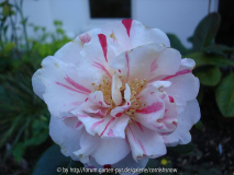 japonica 'Taiyo Nishiki'