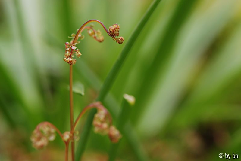 Adiantum venustum
