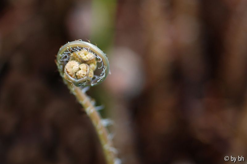Adiantum pedatum