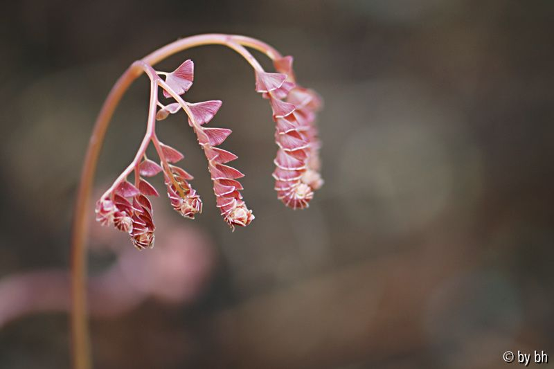 Adiantum aleuticum