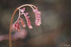 Adiantum aleuticum