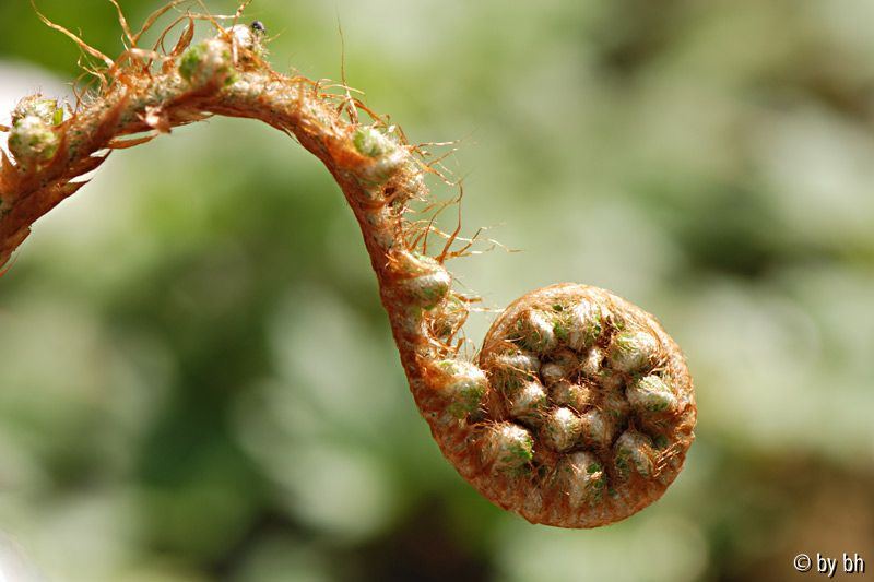 Polystichum setiferum ´Bevis´