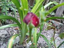 marie baumann blüte unscharf.jpg