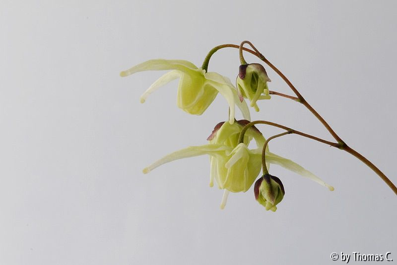 Epimedium-Blüte in gelb