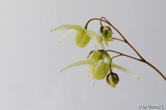 Epimedium-Blüte in gelb