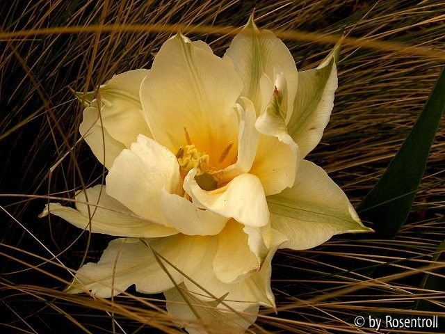 Tulipan Schoonord