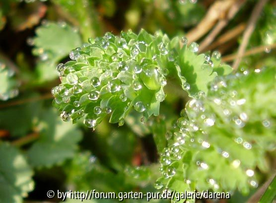 Sanguisorba minor