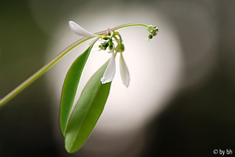 Euphorbia ´Diamond Frost´