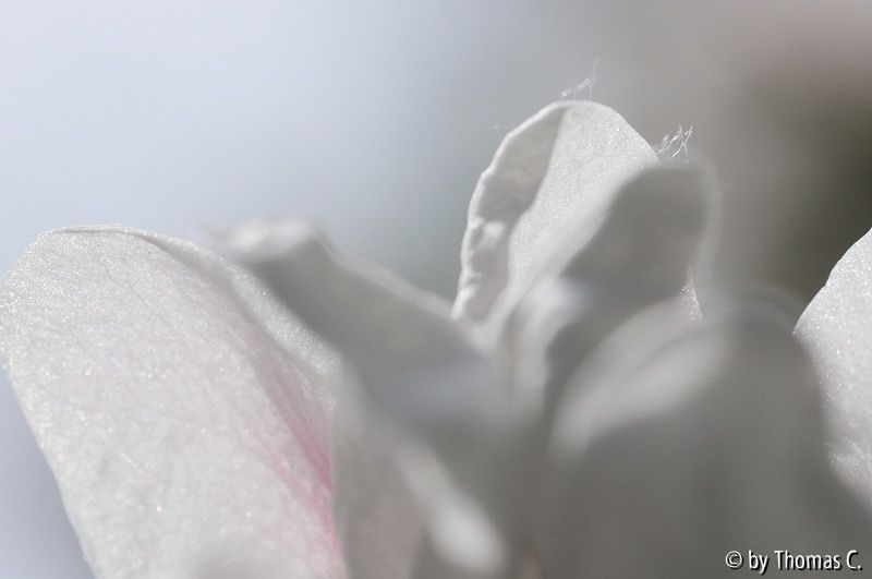 Apfelblüte ganz nah