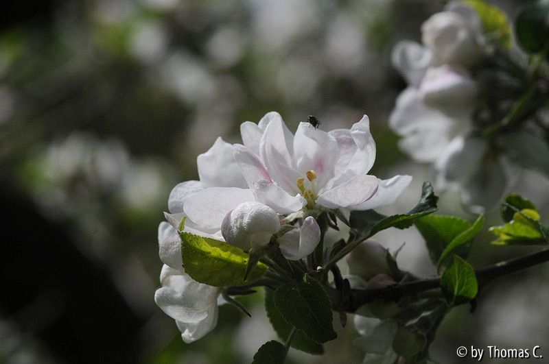 Apfelblüte nah