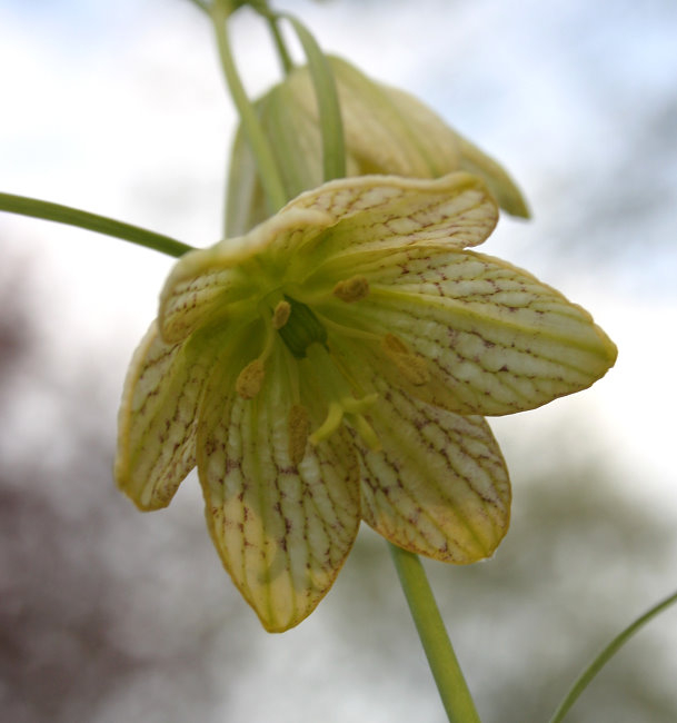 Fritillaria thunbergii - Blüte