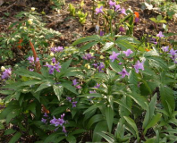 Dentaria pentaphyllos