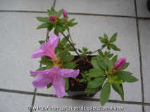 Rhododendron ?