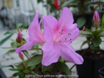 Rhododendron ? I