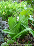 Veratrum californicum 2008