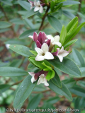 Daphne tangutica 2008