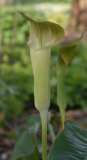 Arisaema lobatum - Blüte
