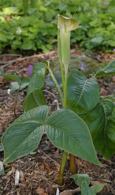 Arisaema lobatum - Habitus