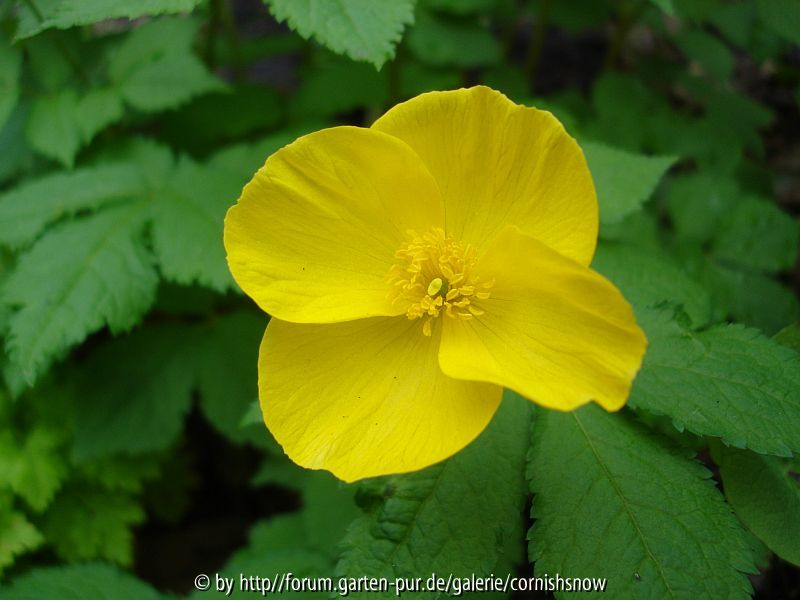 Hylomecon japonicum