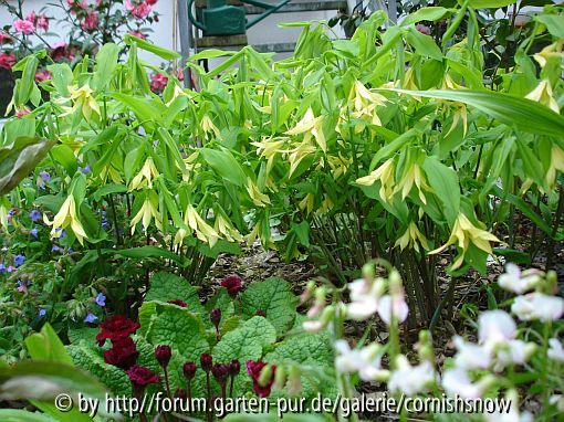 Uvularia perfoliata - 2008 II