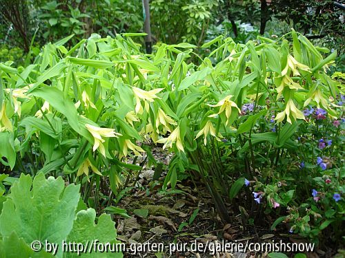 Uvularia perfoliata - 2008 III