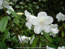 Rhododendron x Sesterianum