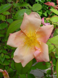 Mutabilis