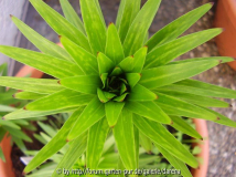 Lilienmosaikvirus?