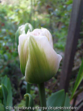 tulpe angelique 2.jpg