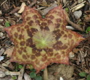 Podophyllum 'Spotty Dotty'