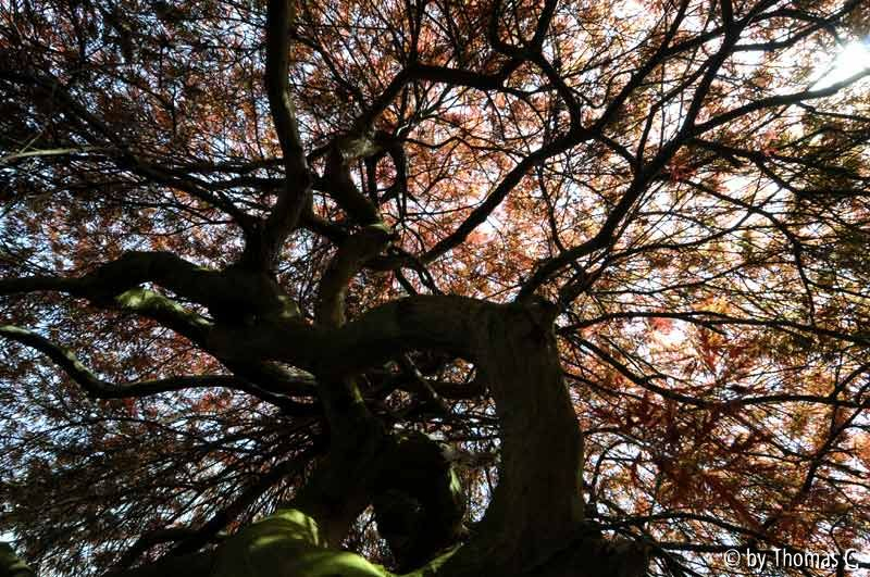 Acer von innen