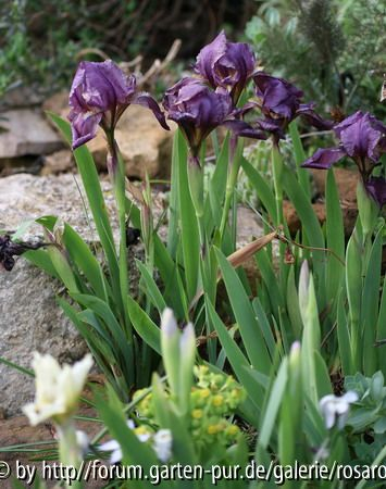 Iris pumila 2008