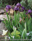 Iris pumila 2008