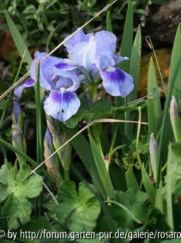 Iris b.n.  hellblau mit dunklem Fleck 2008