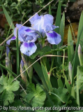 Iris b.n.  hellblau mit dunklem Fleck 2008