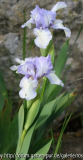 Iris b. media Family Circle