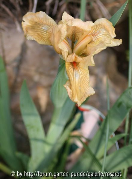 Iris b.n. Orchid Flair 2008