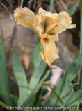 Iris b.n. Orchid Flair 2008