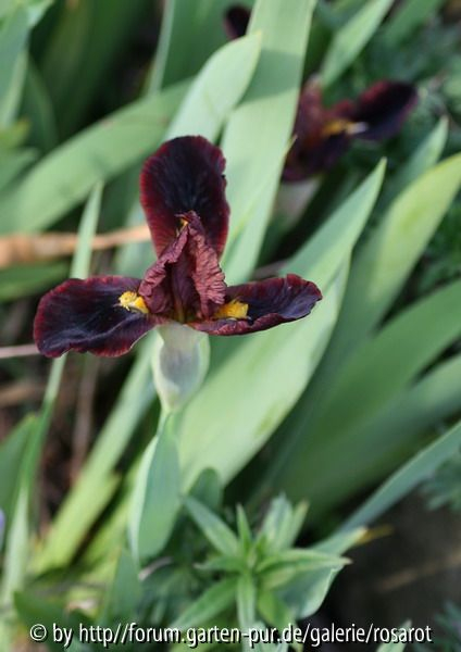 Iris b.n dunkelrotbraun 2008