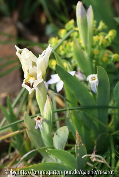 Iris b.n. Oliver 2008