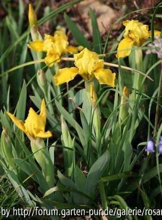Iris reichenbachii 2008
