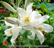 lilium candidum.jpg