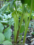 Arisaema amurense II