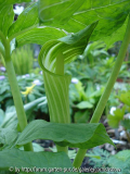 Arisaema amurense III