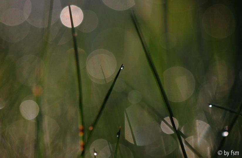 Grastropfen 3