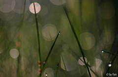 Grastropfen 3